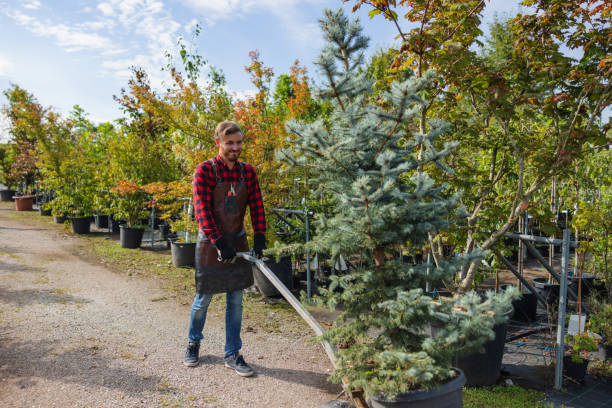 How Our Tree Care Process Works  in  Rising Sun, MD